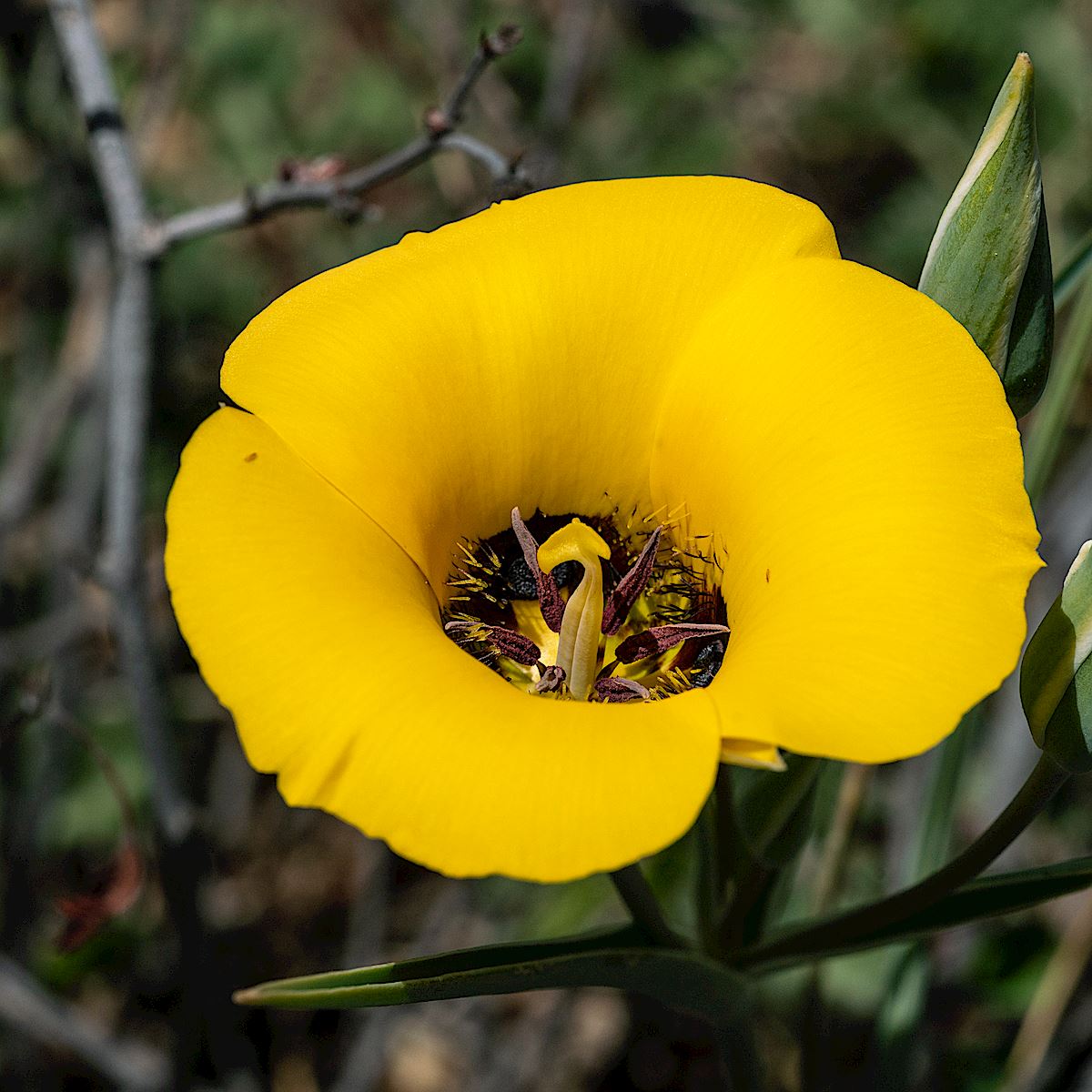 Yellow Mariposa, Oracle State Park. April 2019.